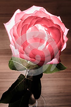 Rose with backlight on a wooden background.