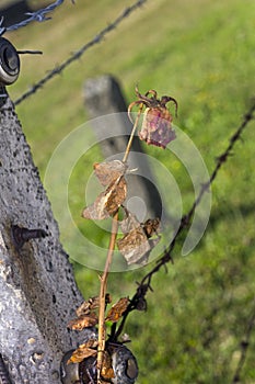 A rose on a barbed wire fence in Auschwitz