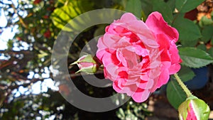 `rose`beautiful flower in sri lanka