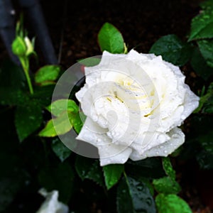 Rose/Rosa blanca photo