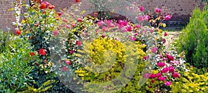 Rose,beauty and natural