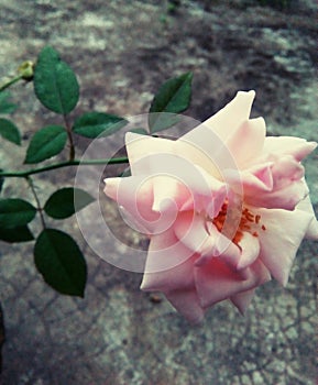 Rose photo