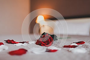 Rose on the bed in the hotel rooms. Rose and her petals on the bed for a romantic evening
