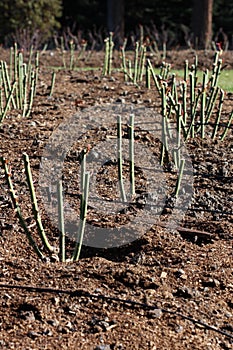 Rose bed pruned for winter