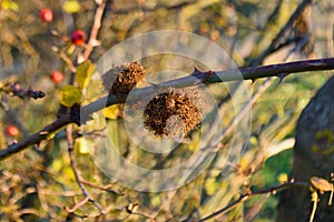 Rose bedeguar gall on branch