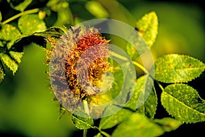 Rose bedeguar gall, mature gall on a dog rose