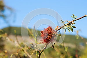 Rose bedeguar gall in northern Spain