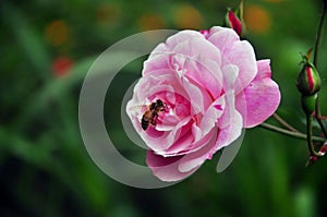 Rose and bee, MocChau, Vietnam