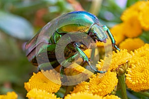 Rosas un insecto sobre el flor 