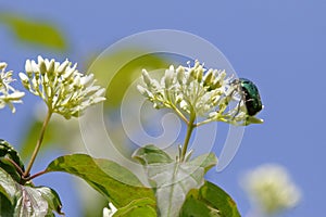 A rose beetle climbs into a dogwood flower umbel photo