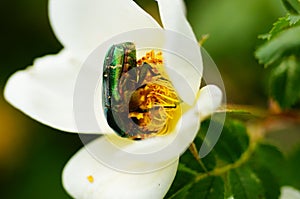 A rose beetle eats pollen on a rose blossom.