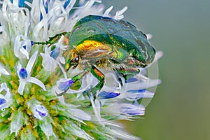 Rose chafer