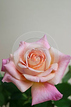 Rose With Beige-Pink Petals And Green Leaves