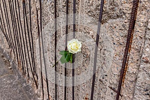 Rose in the Berlin Wall