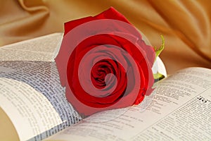 Rose and bible, love concept, close up