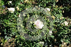 Rose \'Biedermeier\' blooms with white-pink flowers in July in the park. Berlin, Germany