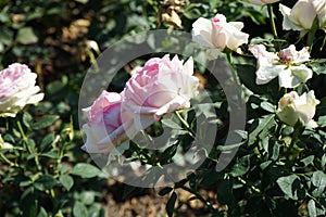 Rose \'Biedermeier\' blooms with white-pink flowers in July in the park. Berlin, Germany