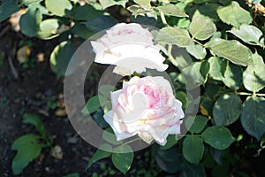 Rose \'Biedermeier\' blooms with white-pink flowers in July in the park. Berlin, Germany