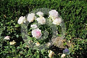 Rose \'Biedermeier\' blooms with white-pink flowers in July in the park. Berlin, Germany