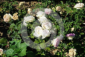 Rose \'Biedermeier\' blooms with white-pink flowers in July in the park. Berlin, Germany