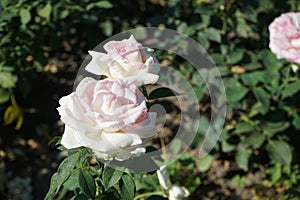 Rose \'Biedermeier\' blooms with white-pink flowers in July in the park. Berlin, Germany