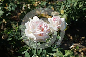 Rose \'Biedermeier\' blooms with white-pink flowers in July in the park. Berlin, Germany