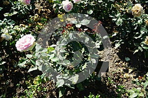 Rose \'Biedermeier\' blooms with white-pink flowers in July in the park. Berlin, Germany