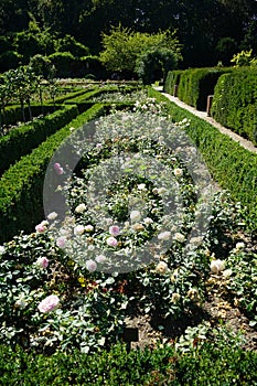 Rose \'Biedermeier\' blooms with white-pink flowers in July in the park. Berlin, Germany