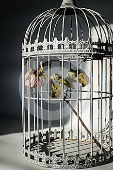 Rose in birds cage