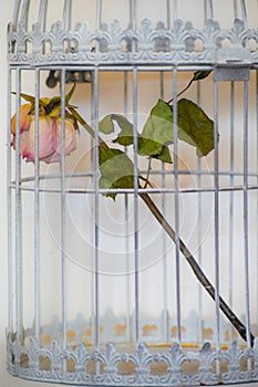 Rose in birds cage