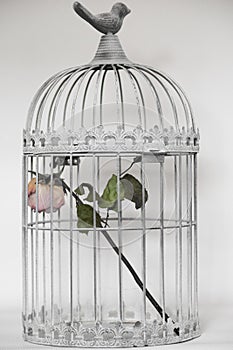 Rose in birds cage