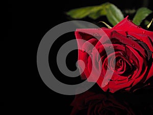 Rose on a black background