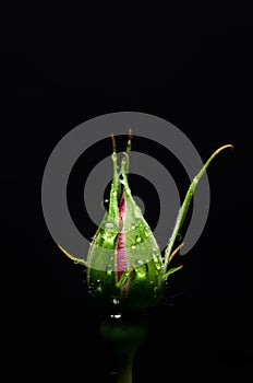 Rose on black with water drops