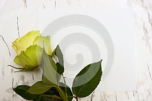 Rose on a blank leaf paper