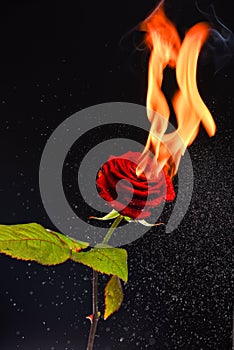 Rose is blazing. Burning rose dark background. Red flower on fire. Flame and sparks