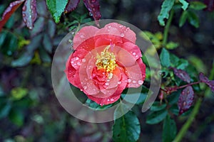 Rose bloming with water droplet on rainy day
