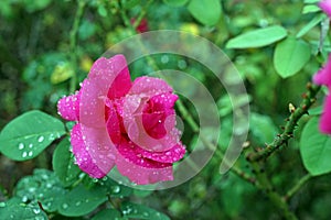 Rose bloming with water droplet on rainy day