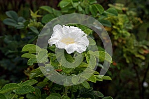 Rose bloming with water droplet on rainy day