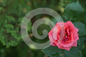 Rose Bloom Background