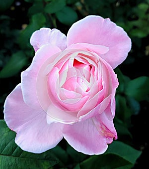 Pink rose in portland,oregon