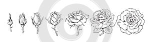 Rose blooming from closed bud to fully open flower. Hand drawn sketch style set. Vector illustration isolated on white photo