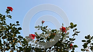 Rose blooming luxury on the blue sky