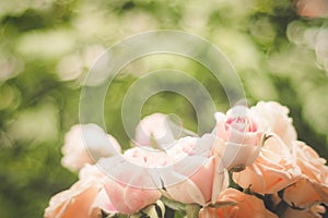 Rose blooming in summer garden. Pink roses flowers growing outdoors