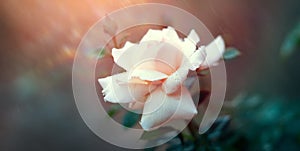 Beautiful white rose blooming in summer garden. White roses flowers growing outdoors. Nature, blossoming flower