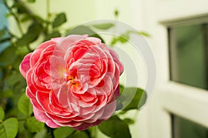 The rose blooms in the morning sun in the beautiful garden, Red roses in tropical climates always make people flutter.