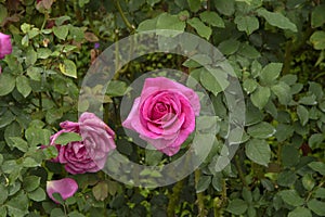 Rose blooms - pink - one fresh and one overblown