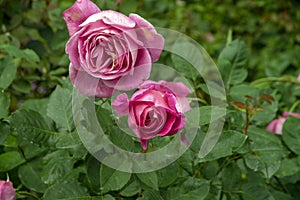 Rose blooms - pink - one fresh and one overblown