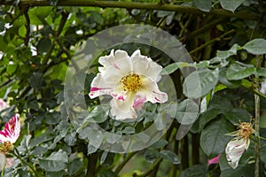 Rose blooms - White and pink variegation