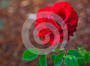 Rose is blossoming at backyard garden