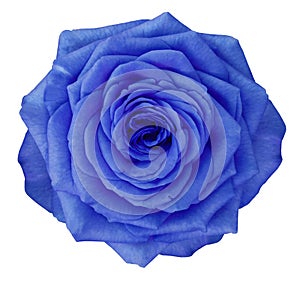 Rose blue flower on white isolated background with clipping path. no shadows. Closeup.